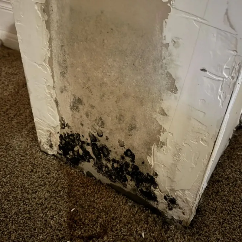 Professional Mold Removal in Vail, AZ